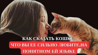 Как Сказать Кошке, Что Вы ее Сильно Любите, На Понятном Ей Языке