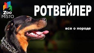 Ротвейлер - Все о породе собаки | Собака породы - Ротвейлер