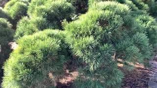 Pinus densiflora ' Pendula ' Weeping Japanese Red Pine  March 12, 2020