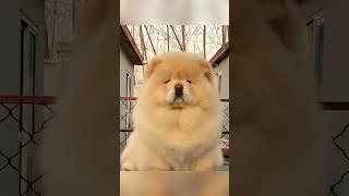Meet this Chow Chow: Fluffy lion️#youtubeshorts #viralshorts #shorts #chowchow #pets #animals #fyp