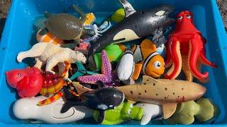 Muddy Sea Animal Toys - Cleaning and Learning Fun for Kids