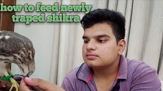 how to feed newly traped shikra|| reply to your questions || falconry art of kings