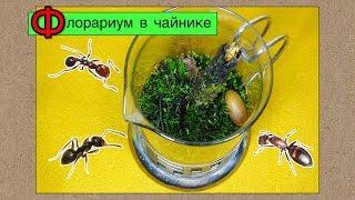 Флорариум со мхом в чайнике