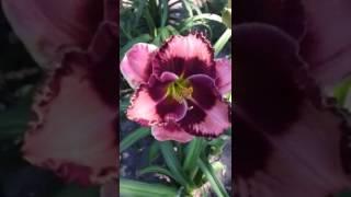 Daylily Ruby Storm лилейник