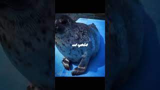 #видеонемоё #звукнемой #рекомендации#рек#реки#seal#seals#тюлень#тюлени#fyp#silly