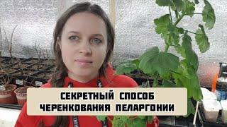 Черенкую ПЕЛАРГОНИЮ по КИТАЙСКОМУ способу, СТВОЛОМ!