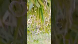 anisa tiktok video
