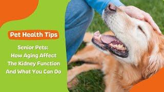 Senior Pets: How Aging Affect The Kidney Function and What One Can Do