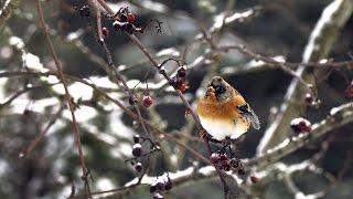 Вьюрок или юрок (Fringilla montifringilla) - Brambling | Film Studio Aves