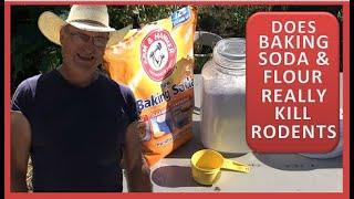 DOES BAKING SODA & FLOUR REALLY KILL RODENTS? (IT DOES WORK)