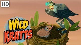 Wild Kratts  Animal Dads | Father's Day | Kids Videos