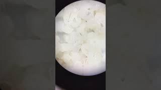 How Flies Actually Eat Your Food  | TULO - Microscope #shorts #microscope #flies