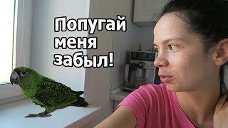 VLOG: Мы дома / Попугай меня не признает ((( / Мы пираты