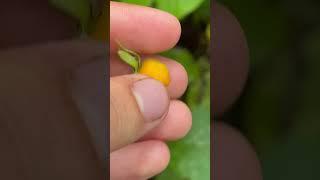 Triosteum Aurantiacum is a plant native to the Midwest of the USA in the family caprifoliaceae