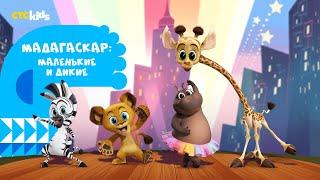 Мадагаскар: маленькие и дикие на CTC Kids