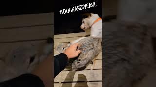 BEST OF DUCK PUNCHES #duckandweave #duckholliday #weavethecoyote #coyote #cute  #playtime #animals