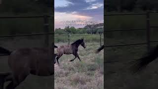 New episode!! #horsebehavior #lifelessons #equestrian #horsewisdom #horsecare #horsepodcast #healing
