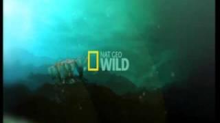 Nat Geo Wild ident 2008 to Present - Marine