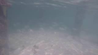 Swarm Of Fish In Maldives Whilst Snorkelling