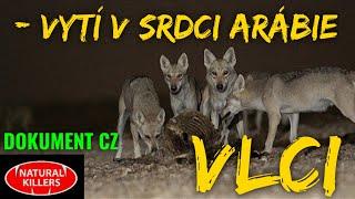 14 VLCI - Vytí v srdci Arábie (DOKUMENT - Predátoři zblízka)