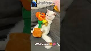 #amazing #lovely #cat #nice #love #music #shorts #global #funny #like #viral #lol #fyp