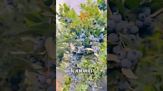 China’s Blueberries Beat USA? #shorts #farming #blueberries #jasfarm