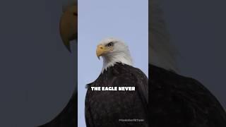 Unlocking The Eagle’s Wisdom—A Message of Resilience & Faith  #inspiration #mentalhealth #shorts