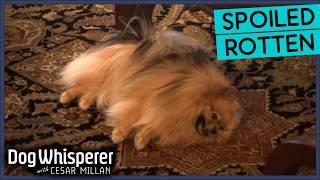 Cesar Millan Faces Off With Attention-Seeking Pomeranian | Dog Whisperer With Cesar Millan