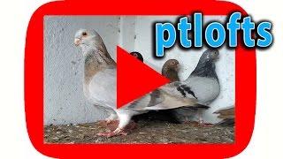 Mariola pigeons dewlap