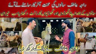 Raja Atif Revealed the secret of his horse breed at last