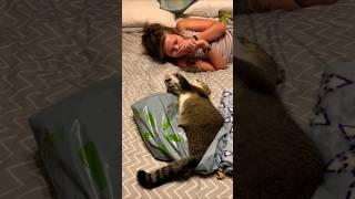 rude cat. #reels #cuteanimals #cats #rude #animalvideos #kitties #meow #memories #ouch #shortsfeed