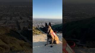 Malinois hike #belgianmalinois #maligator #malinois #rescuedog #dogtraining #dogobedience