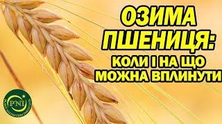 Вирощування озимої пшениці: коли і на що можна вплинути