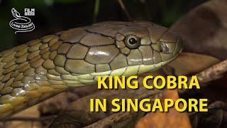 The longest venomous snake, the King cobra, in Singapore (4K)