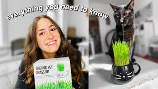 CAT GRASS: What You Need to Know