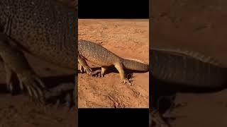 yellow spotted monitor lizard#shorts