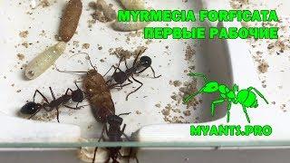 Развитие Мирмеции (Myrmecia forficata)