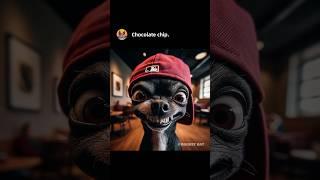 The Chihuahua's Scheme #memes