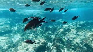 Snorkeling - Cala Rossa, Favignana  - 