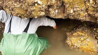 Discover the mysterious cave, sea cucumber, abalone, big lobster, everything!