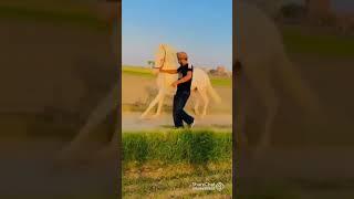 Beautiful Nukra Ghora |||| Horse lovers 