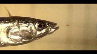 Gasterosteus aculeatus (threespine stickleback)