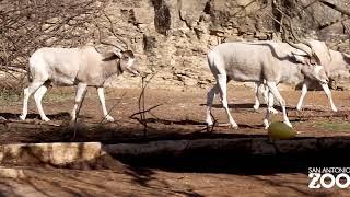 All About Addax