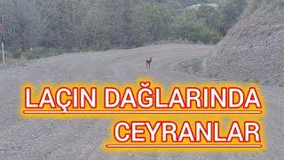 LAÇIN DAĞLARINDA CEYRANLAR YOLLARDA GƏZİR