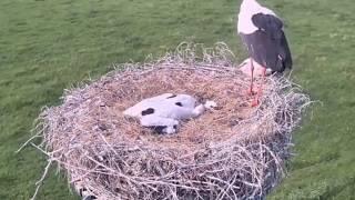 Frightened: cruel Ciconia ciconia,killing other bird's baby | Funny Pets TV