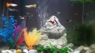 Take a Tour Inside My Guppy Tank....By CHRIS THE HOBBY GUY