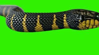 mangrove snake green screen video | 4k no copyright | Free Green Screen #snake