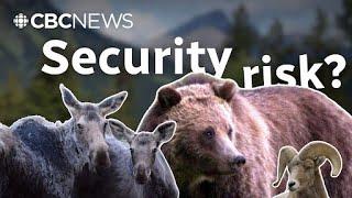 Behind the high-tech G7 wildlife operation to keep people safe from grizzlies, cougars and more