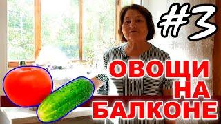 Выращиваем овощи огурцы и помидоры на балконе  Эксперимент - #3