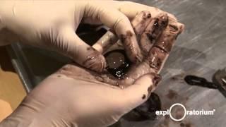 Explainer Cow Eye Dissection I Video 2013 I Exploratorium